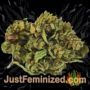 White Widow by Vision Seeds Buds Weed Ganja Skunk Pot Reefer Dope Herb Pics Images