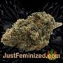 White Widow by Vision Seeds Buds Weed Ganja Skunk Pot Reefer Dope Herb Pics Images