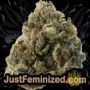 White Widow by Vision Seeds Buds Weed Ganja Skunk Pot Reefer Dope Herb Pics Images