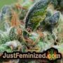 White Widow by Vision Seeds THC CBD Close Up Trichomes Potency Yield Indica Sativa Strain Pic Images