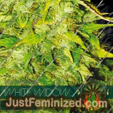 White Widow Auto by Vision Seeds Cannabis Seeds For Sale at Just Feminized