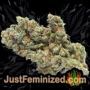 White Widow Auto by Vision Seeds Buds Weed Ganja Skunk Pot Reefer Dope Herb Pics Images