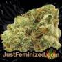 White Widow Auto by Vision Seeds Buds Weed Ganja Skunk Pot Reefer Dope Herb Pics Images