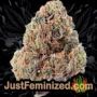 White Widow Auto by Vision Seeds Buds Weed Ganja Skunk Pot Reefer Dope Herb Pics Images