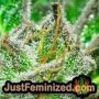 White Widow Auto by Vision Seeds THC CBD Close Up Trichomes Potency Yield Indica Sativa Strain Pic Images