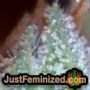 White Widow Auto by Vision Seeds THC CBD Close Up Trichomes Potency Yield Indica Sativa Strain Pic Images