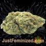 Afghan Kush by World of Seeds Buds Weed Ganja Skunk Pot Reefer Dope Herb Pics Images