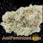 Afghan Kush by World of Seeds Buds Weed Ganja Skunk Pot Reefer Dope Herb Pics Images