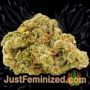 Afghan Kush by World of Seeds Buds Weed Ganja Skunk Pot Reefer Dope Herb Pics Images