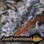 Afghan Kush by World of Seeds THC CBD Close Up Trichomes Potency Yield Indica Sativa Strain Pic Images
