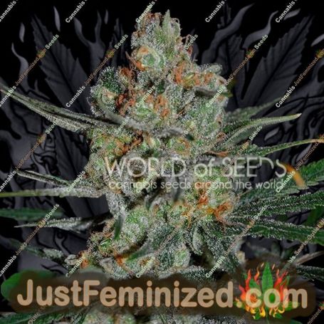 Afghan Kush by World of Seeds Cannabis Seeds For Sale at Just Feminized
