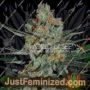 Afghan Kush by World of Seeds Cannabis Seeds For Sale at Just Feminized