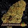Afghan Kush by World of Seeds Buds Weed Ganja Skunk Pot Reefer Dope Herb Pics Images