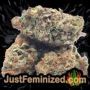 Afghan Kush by World of Seeds Buds Weed Ganja Skunk Pot Reefer Dope Herb Pics Images