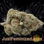 Afghan Kush by World of Seeds Buds Weed Ganja Skunk Pot Reefer Dope Herb Pics Images