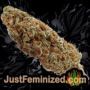 Afghan Kush by World of Seeds Buds Weed Ganja Skunk Pot Reefer Dope Herb Pics Images