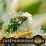 Afghan Kush by World of Seeds THC CBD Close Up Trichomes Potency Yield Indica Sativa Strain Pic Images