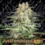 Afghan Kush Ryder Auto by World of Seeds Cannabis Seeds For Sale at Just Feminized