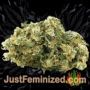 Afghan Kush Ryder Auto by World of Seeds Buds Weed Ganja Skunk Pot Reefer Dope Herb Pics Images