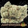 Afghan Kush Ryder Auto by World of Seeds Buds Weed Ganja Skunk Pot Reefer Dope Herb Pics Images