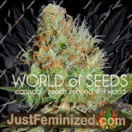 Afghan Kush Special by World of Seeds Cannabis Seeds For Sale at Just Feminized
