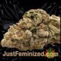 Afghan Kush Special by World of Seeds Buds Weed Ganja Skunk Pot Reefer Dope Herb Pics Images