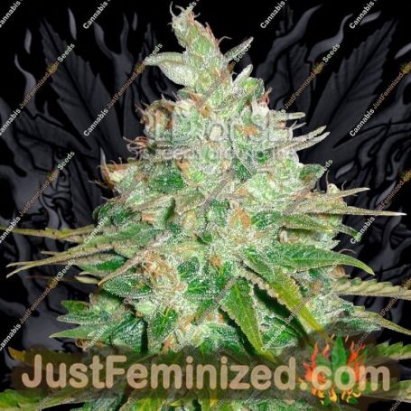 Afghan Kush x Black Domina by World of Seeds Cannabis Seeds For Sale at Just Feminized