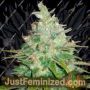 Afghan Kush x Black Domina by World of Seeds Cannabis Seeds For Sale at Just Feminized