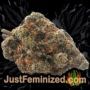 Afghan Kush x Black Domina by World of Seeds Buds Weed Ganja Skunk Pot Reefer Dope Herb Pics Images