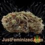 Afghan Kush x Black Domina by World of Seeds Buds Weed Ganja Skunk Pot Reefer Dope Herb Pics Images