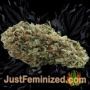 Afghan Kush x Black Domina by World of Seeds Buds Weed Ganja Skunk Pot Reefer Dope Herb Pics Images