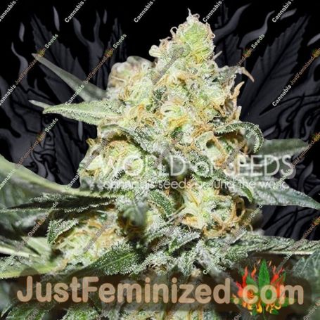 Afghan Kush x Skunk by World of Seeds Cannabis Seeds For Sale at Just Feminized