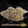 Afghan Kush x Skunk by World of Seeds Buds Weed Ganja Skunk Pot Reefer Dope Herb Pics Images
