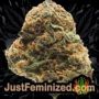 Afghan Kush x Skunk by World of Seeds Buds Weed Ganja Skunk Pot Reefer Dope Herb Pics Images