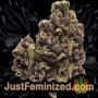 Afghan Kush x Skunk by World of Seeds Buds Weed Ganja Skunk Pot Reefer Dope Herb Pics Images