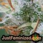 Afghan Kush x Skunk by World of Seeds THC CBD Close Up Trichomes Potency Yield Indica Sativa Strain Pic Images