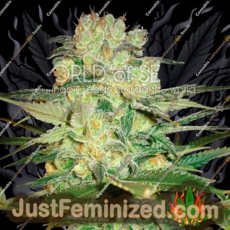 Afghan Kush x White Widow by World of Seeds Cannabis Seeds For Sale at Just Feminized