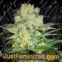 Afghan Kush x White Widow by World of Seeds Cannabis Seeds For Sale at Just Feminized