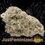 Afghan Kush x White Widow by World of Seeds Buds Weed Ganja Skunk Pot Reefer Dope Herb Pics Images