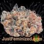 Afghan Kush x White Widow by World of Seeds Buds Weed Ganja Skunk Pot Reefer Dope Herb Pics Images