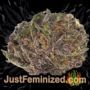 Afghan Kush x White Widow by World of Seeds Buds Weed Ganja Skunk Pot Reefer Dope Herb Pics Images
