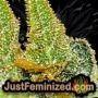 Afghan Kush x White Widow by World of Seeds THC CBD Close Up Trichomes Potency Yield Indica Sativa Strain Pic Images