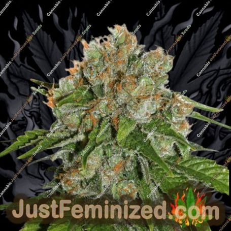 Amnesia by World of Seeds Cannabis Seeds For Sale at Just Feminized