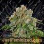 Amnesia by World of Seeds Cannabis Seeds For Sale at Just Feminized