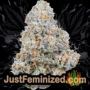 Amnesia by World of Seeds Buds Weed Ganja Skunk Pot Reefer Dope Herb Pics Images
