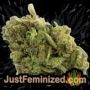 Amnesia by World of Seeds Buds Weed Ganja Skunk Pot Reefer Dope Herb Pics Images