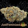 Amnesia by World of Seeds Buds Weed Ganja Skunk Pot Reefer Dope Herb Pics Images
