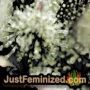 Amnesia by World of Seeds THC CBD Close Up Trichomes Potency Yield Indica Sativa Strain Pic Images