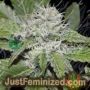 Amnesia Ryder Auto by World of Seeds Cannabis Seeds For Sale at Just Feminized