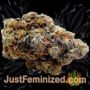 Amnesia Ryder Auto by World of Seeds Buds Weed Ganja Skunk Pot Reefer Dope Herb Pics Images